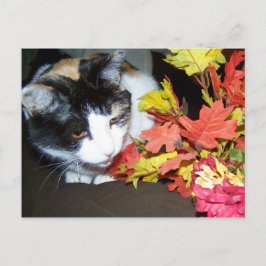 Calico Cat Autumn Postcard ポストカード