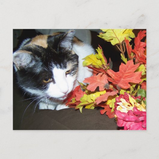 Calico Cat Autumn Postcard ポストカード (正面)
