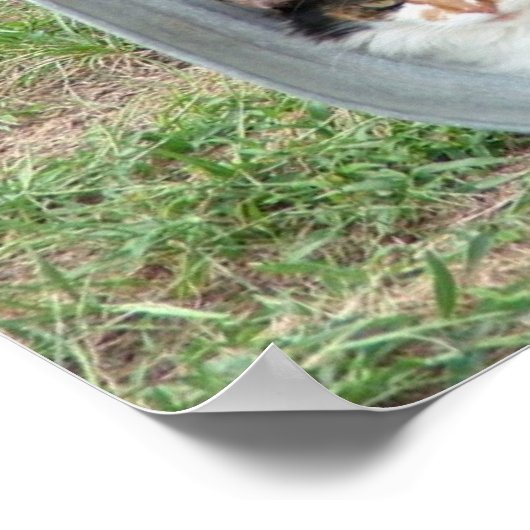 Calico Cat in Basin Basin ポスター (角)