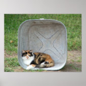 Calico Cat in Basin Basin ポスター (正面)