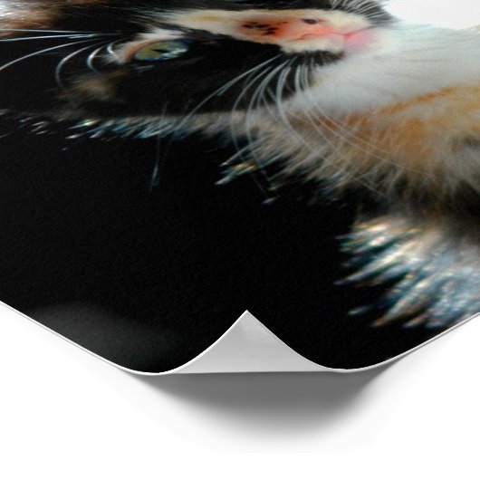 Calico Kittenのポスター ポスター (角)