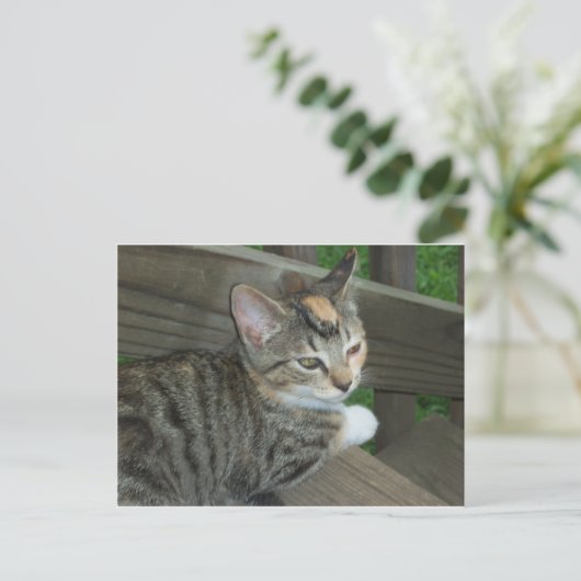Calico Kitten, 1 ポストカード (スタンド正面)