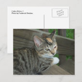 Calico Kitten, 1 ポストカード (正面/裏面)