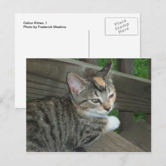 Calico Kitten, 1 ポストカード (正面/裏面)