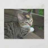 Calico Kitten, 1 ポストカード (正面)