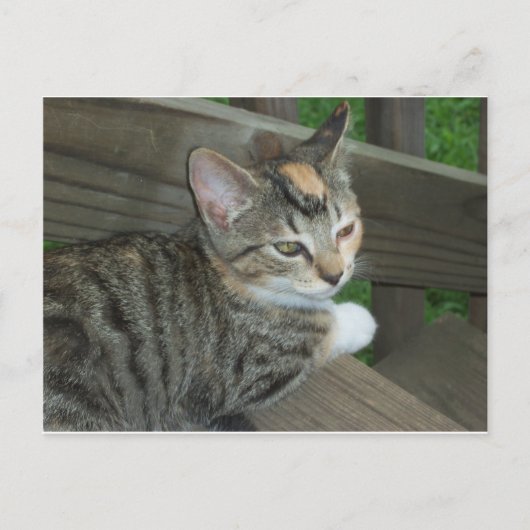 Calico Kitten, 1 ポストカード (正面)
