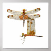 Calico Pennant Dragonfly Art Poster ポスター (正面)