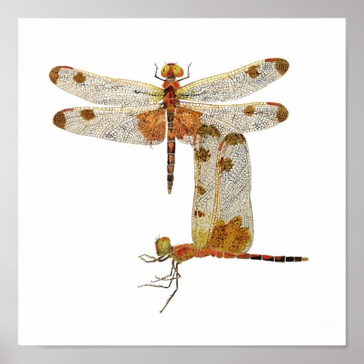 Calico Pennant Dragonfly Art Poster ポスター (正面)
