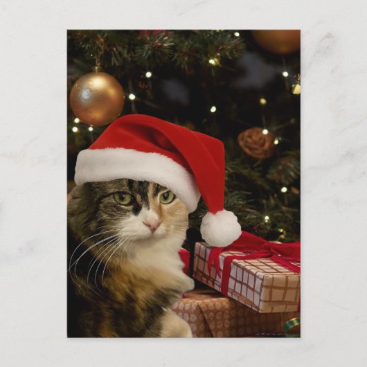 Calico Santa Kitty Postcard ポストカード (正面)