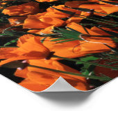 California, Big Sur Coast, California Poppy ポスター (角)