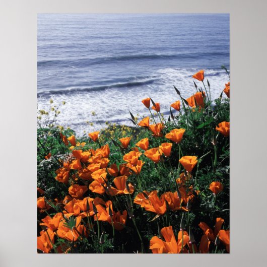California, Big Sur Coast, California Poppy ポスター (正面)