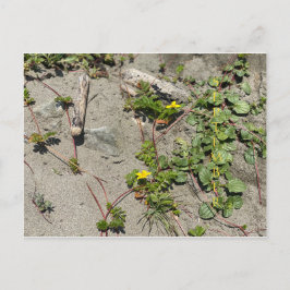 CALIFORNIA COLORお祝い: 9月はがき ポストカード