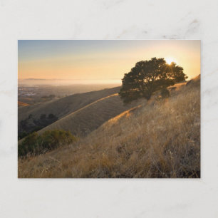 California East Bay Hills in Summerはがき ポストカード
