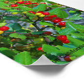 California holly, Toyon California Holly , Ray ... ポスター (角)