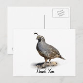 CALIFORNIA QUAIL – ありがとう ポストカード (正面/裏面)