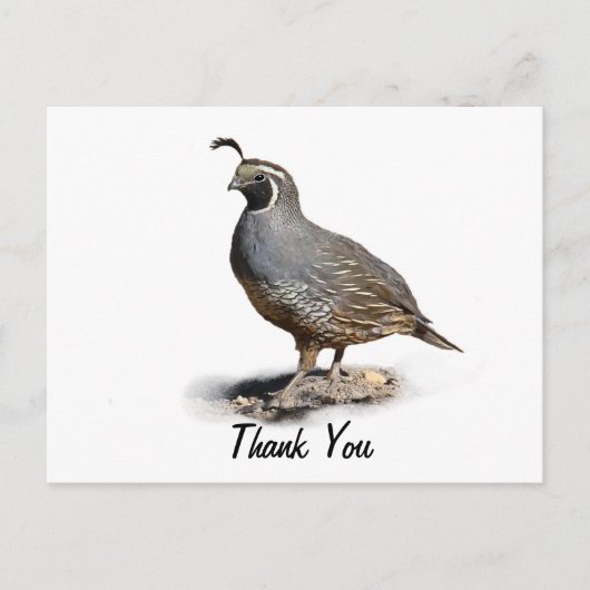 CALIFORNIA QUAIL – ありがとう ポストカード (正面)