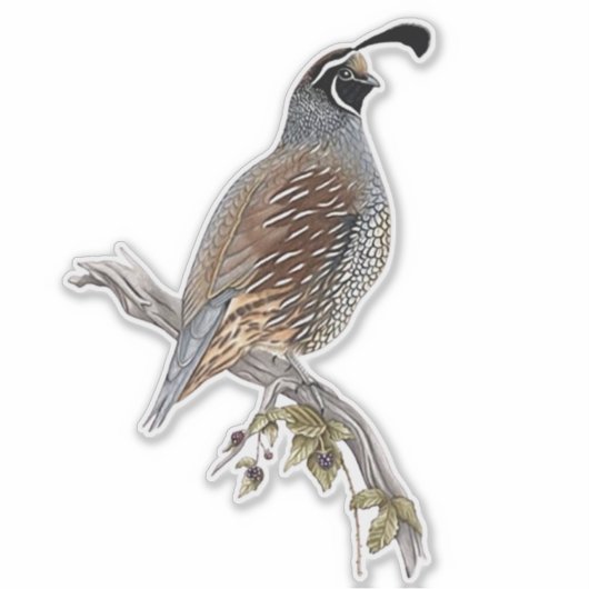California quail シール (正面)