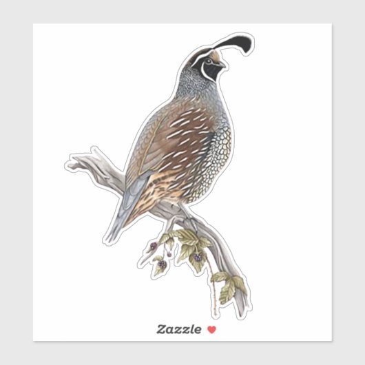 California quail シール (シート)