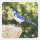 California Scrub Jay – ステッカー (正面)