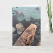 california sea life greeting card (blank inside) カード (正面)