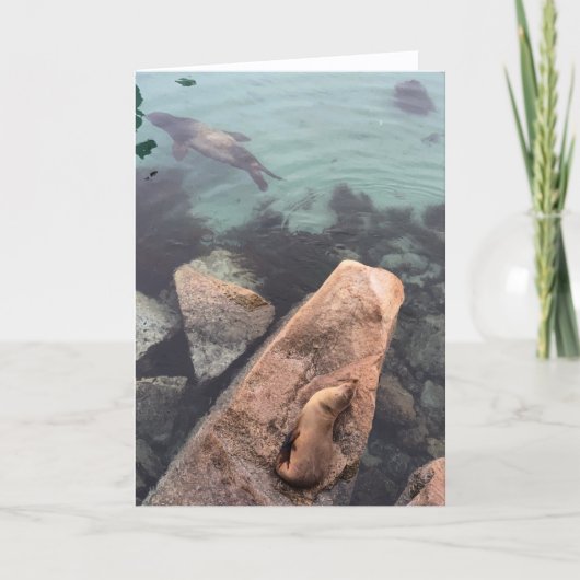 california sea life greeting card (blank inside)  カード (正面)