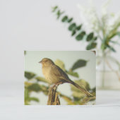 California Towheeはがき ポストカード (スタンド正面)