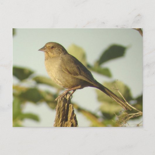 California Towheeはがき ポストカード (正面)
