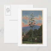 CaliforniaCentury Plant in開花 ポストカード (正面/裏面)
