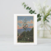 CaliforniaCentury Plant in開花 ポストカード (スタンド正面)