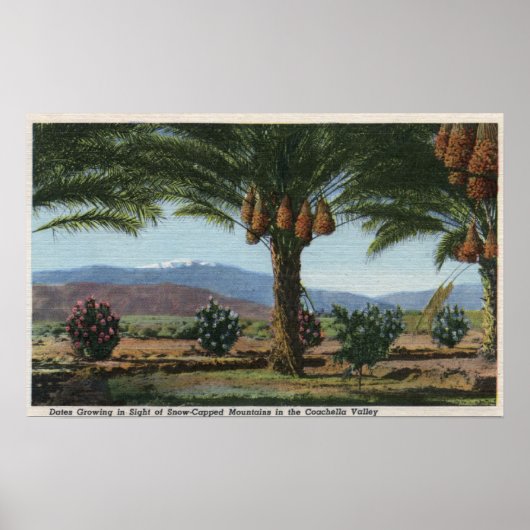 CaliforniaDates Growing in the Coachella ポスター (正面)