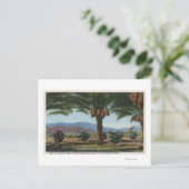 CaliforniaDates Growing in the Coachella ポストカード (スタンド正面)