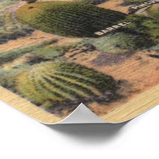 CaliforniaVariables of Desert Cacti ポスター (角)