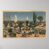 CaliforniaVariables of Desert Cacti ポスター (正面)