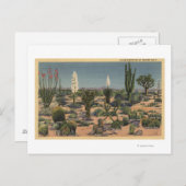 CaliforniaVariables of Desert Cacti ポストカード (正面/裏面)