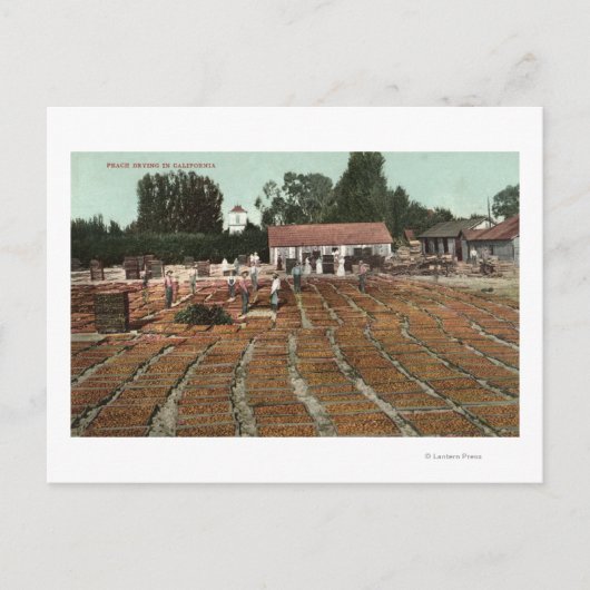CaliforniaView of Peaches Drying in the Sun ポストカード (正面)