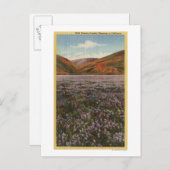 CaliforniaWild Lupineの花開花 ポストカード (正面/裏面)