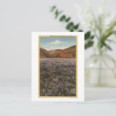 CaliforniaWild Lupineの花開花 ポストカード (スタンド正面)