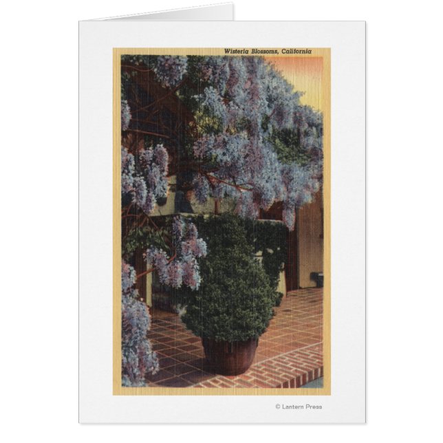 CaliforniaWisteria植物開花 (正面)