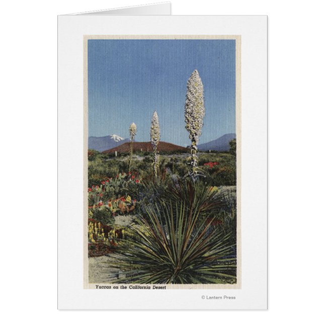 CaliforniaYucca Cacti砂漠の開花 (正面)