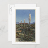 CaliforniaYucca Cacti砂漠の開花 ポストカード (正面/裏面)