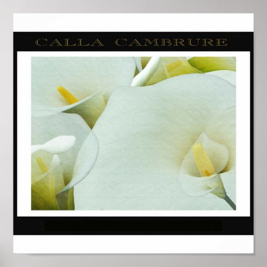 Calla_Cambrure ポスター (正面)