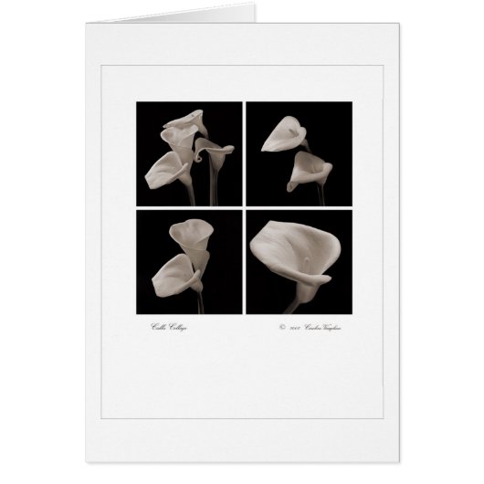 Calla_collage_2007_Brochure (正面)