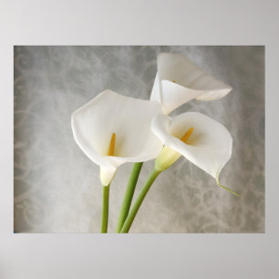 calla lilies apron poster large ポスター