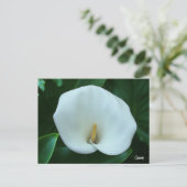 Calla Lily – はがき (スタンド正面)