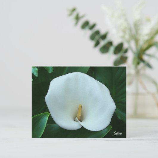 Calla Lily – はがき (スタンド正面)