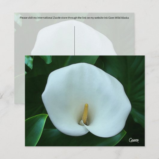Calla Lily – はがき (正面/裏面)