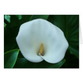 Calla Lily - 5" x 7"アートカード (正面横)