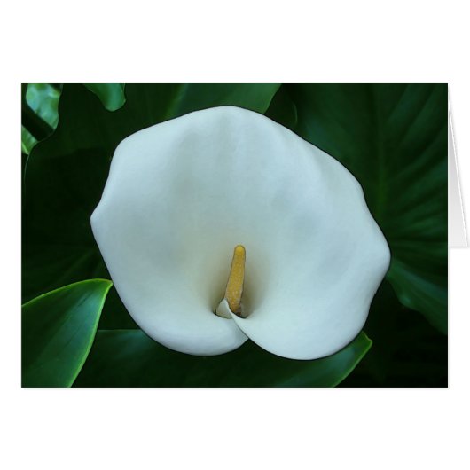 Calla Lily - 5" x 7"アートカード (正面横)