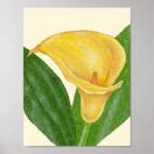 Calla Lily art print ポスター (正面)