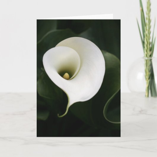 Calla Lily Greeting Card (縁どいいえ) カード (正面)